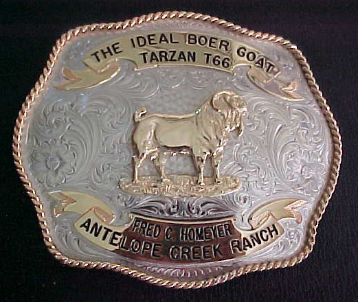 Buckle Belt Buckle Square Body