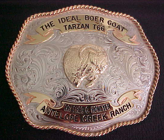 Boer Buckle Square Head